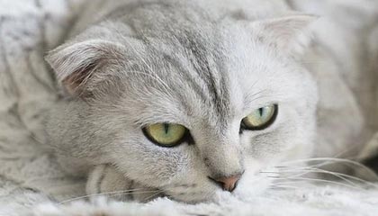 凯发平台官网-皇马险胜对手，稳坐积分榜首位